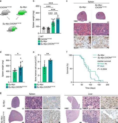 CXCR4 Hyperactivation Does Not Accelerate MYC Driven B Cell Lymphoma A