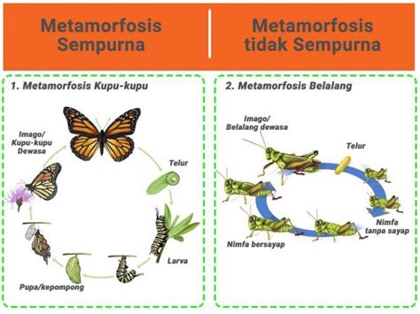 Metamorfosis Sempurna Dan Tidak Sempurna Wisnu Adi