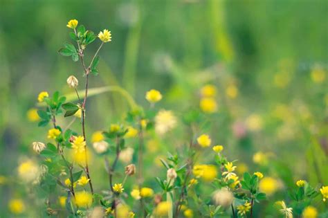 Weeds With Yellow Flowers Common Lawn Weed Guide Lawn Phix