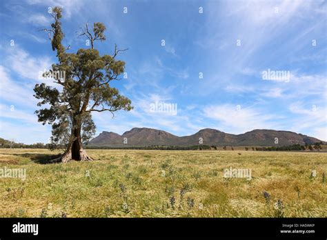 A Red River Gum Tree Called The Cazneaux Tree Located Within The
