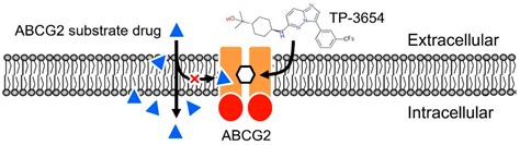 Ijms Free Full Text The Second Generation Pim Kinase Inhibitor Tp 3654 Resensitizes Abcg2