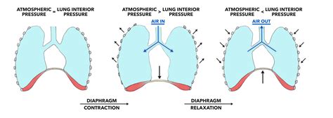 Breathing Diagram Lungs