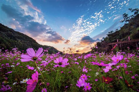 Cosmos Flower Field At Sunset Photograph By Philip Walker Pixels