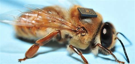 Iot Device Monitoring For Beekeeping Beehive Monitoring