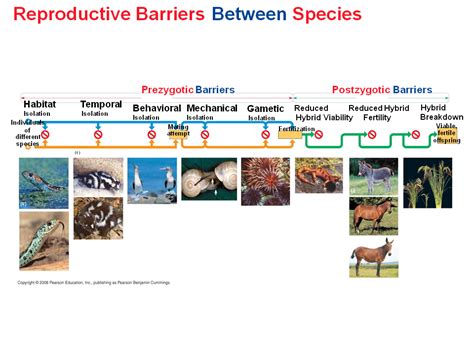 Prezygotic Reproductive Isolation