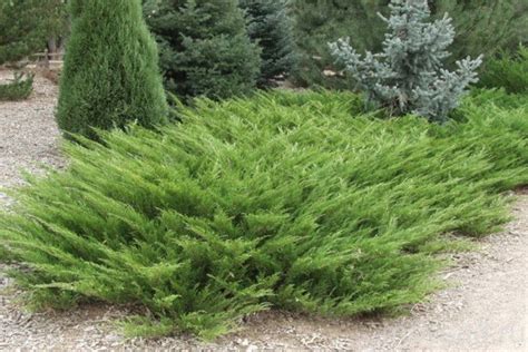 Купить Можжевельник казацкий Аркадия. Juniperus sabina Arcadia | PLANTE.md