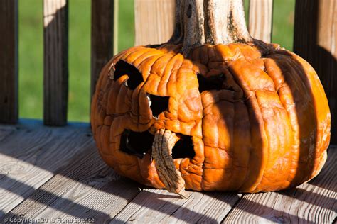 Ugly Pumpkin At Large Fiona Spence Flickr