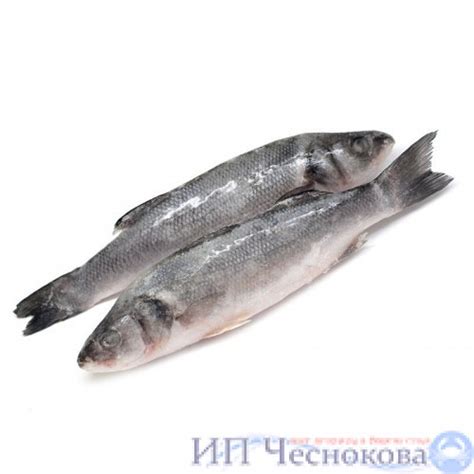 Рыба, Сибас н/р 300-400гр. - купить в Москве и Московской области с ...