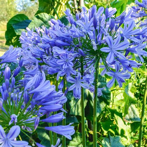 Agapanthus Bulbs for Sale – Easy To Grow Bulbs