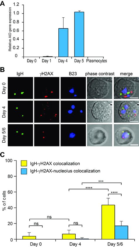 IGH colocalizes with the nucleolus proximal γH2AX foci in Day 5 6