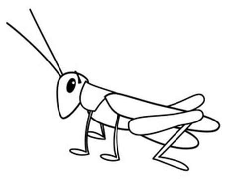 Grasshopper Tiny Grasshopper Coloring Page Insect Coloring Pages