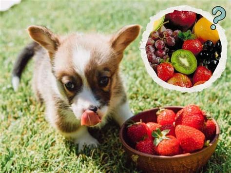 Mascotas Sabes Cu Les Son Las Frutas Que Pueden Comer Los Perros