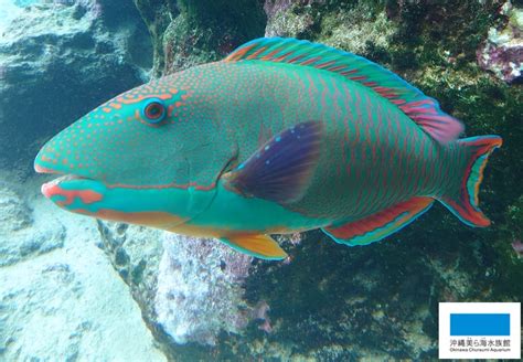 【色鮮やかさ№1？】 美ら海だより 沖縄美ら海水族館 沖縄の美ら海を、次の世代へ。