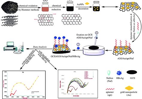 The Assembly Process Of Aptasensor Download Scientific Diagram