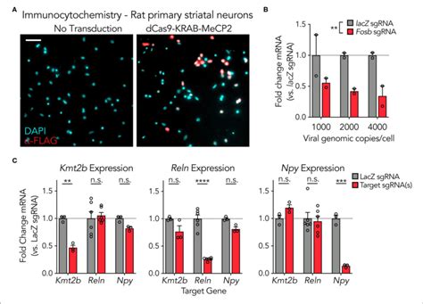 DCas9 KRAB MeCP2 Is Capable Of Strong Gene Suppression At Multiple