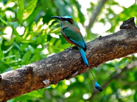 Ave Nacional De El Salvador Rep Blica De El Salvador