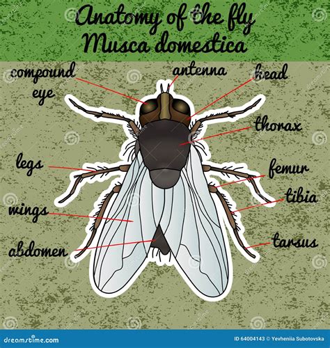 Anatomía Del Insecto Mosca De La Etiqueta Engomada Domestica Del Musca