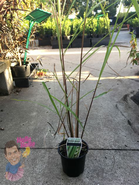 Lemongrass 4 Pot Hello Hello Plants And Garden Supplies