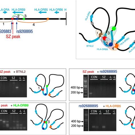 Putative Looping Interactions In The HLA DRB9 Locus A Schematic