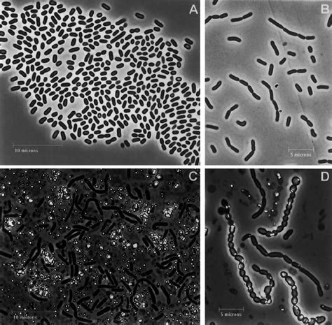 Phase Contrast Microscopy