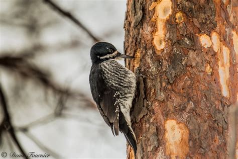 Black-backed woodpecker - song / call / voice / sound.