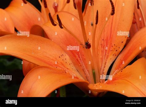 Dwarf Orange Asiatic Lily Stock Photo Alamy