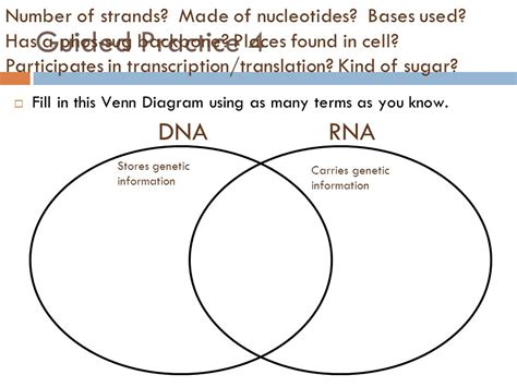 Venn Diagram Rna Dna