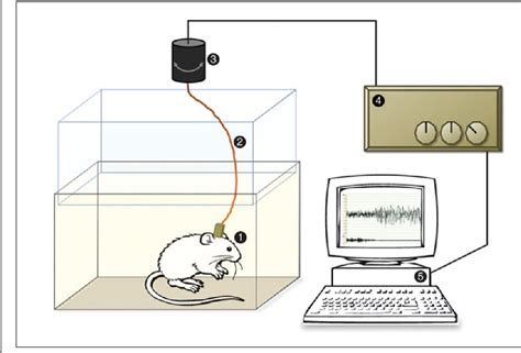 Figure 4 From Sleep And EEG Phenotyping In Mice Semantic Scholar