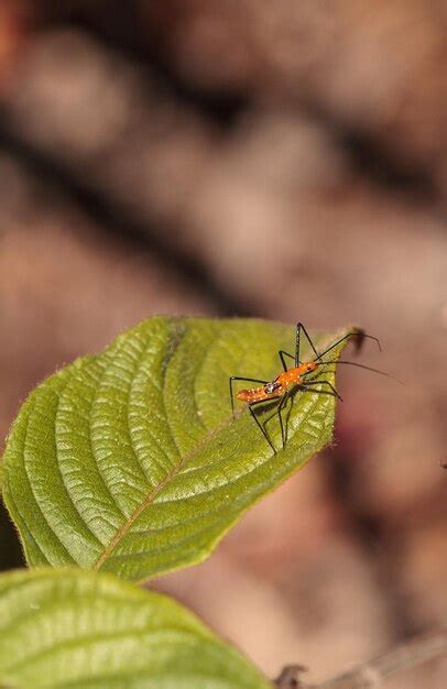 Premium Photo Orange Adult Milkweed Assassin Bug Zelus Longipes