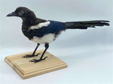 Beautifully Coloured Taxidermy Mounted Common Magpie (Pica pica)