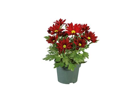Хризантеми | Лидл | Oferta.bg
