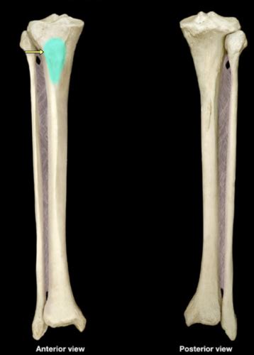 Tibia And Fibula Flashcards Quizlet