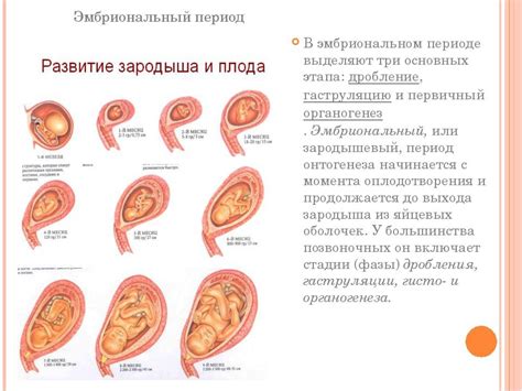 Форма и размер матки во время беременности: на какой неделе она ...