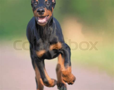 Black running doberman dog running fast on road | Stock image | Colourbox