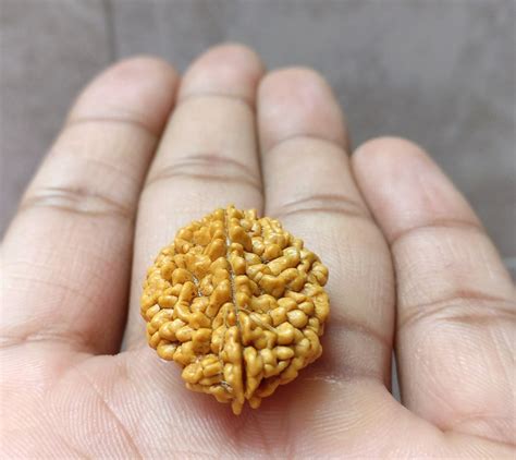 2 MUKHI RUDRAKSHA Two FACE RUDRAKSH Nepal Bead Rudraksh 1 Amazon In