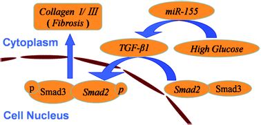 miR 155 regulates high glucose induced cardiac fibrosis via the TGF β