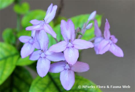 Nparks Pseuderanthemum Nigrum