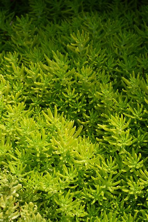 Lemon Coral Stonecrop Sedum Rupestre Lemon Coral In Search Our