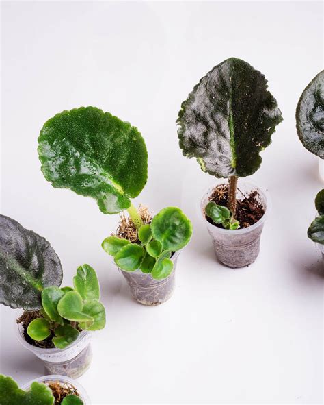 How To Repot African Violets Artofit