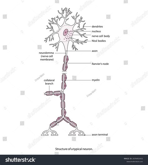 Structure Motor Neuron Anatomy Neuron Brain Stock Vector Royalty Free 2076452431 Shutterstock