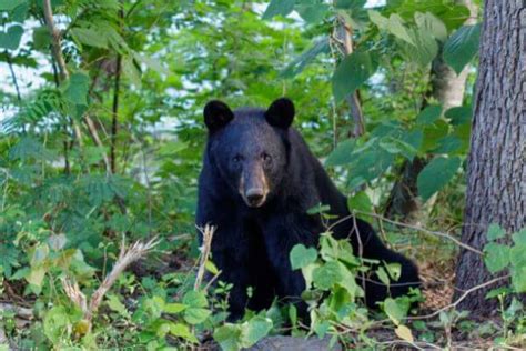 When Can You See Black Bears In The Smoky Mountains National Parks Etc