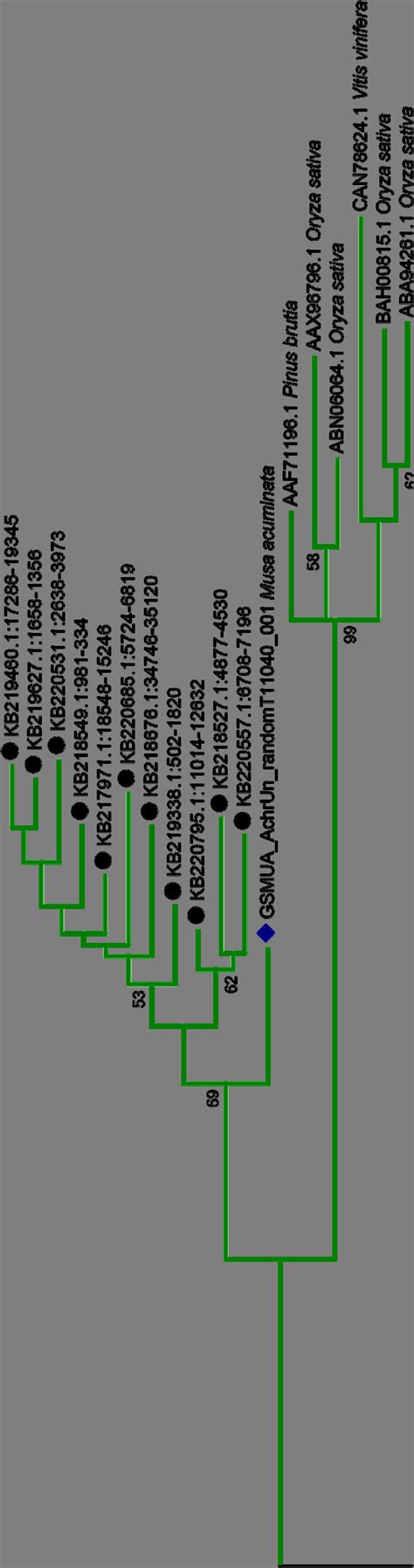 Maximum Likelihood Phylogenetic Tree For Enset Integrase Core Domain