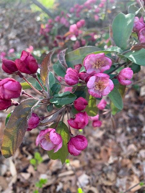 Observation Malus Floribunda Siebold Ex Van Houtte Andrew May 5 2023