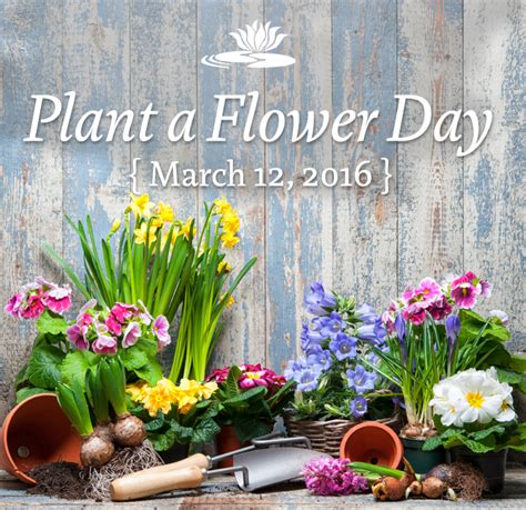 National Plant A Flower Day Best Flower Site