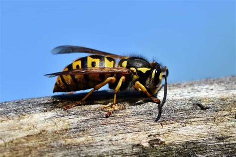 Wasps Dream Meaning Symbolism