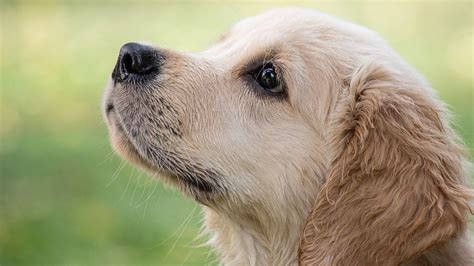 Qu Cuidados Necesitan Los Perros En Oto O