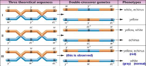 Chapter 5 Chromosome Mapping In Eukaryotes