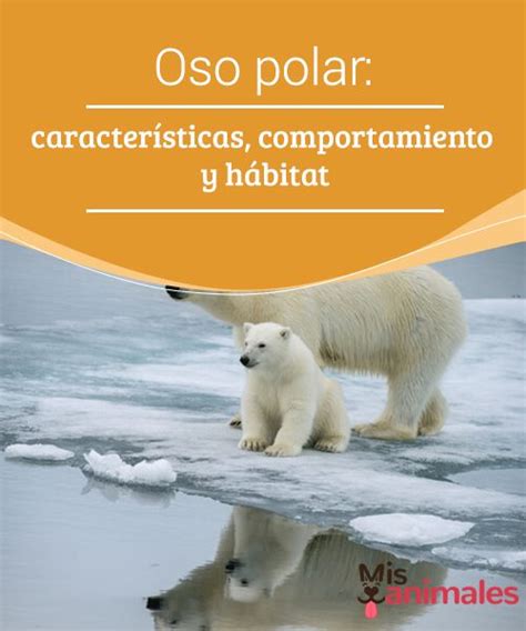 Oso polar características comportamiento y hábitat Oso polar