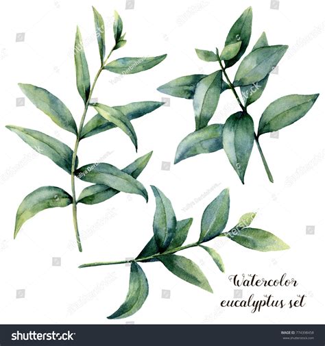 Watercolor Eucalyptus Branch Set Hand Painted Stock Illustration ...