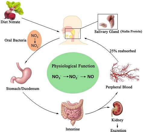 Salivary Glands | Semantic Scholar